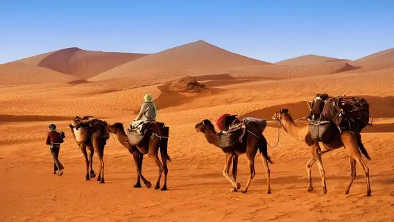 利雅得世界之崖+餵駱駝+打卡阿拉比卡咖啡店一日遊 花少同款