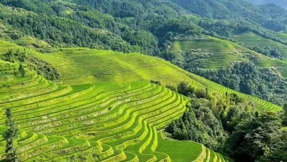 桂林龍脊梯田一日遊【平安寨和金坑寨都去或2選1/小團】