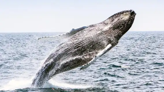 澳洲雪梨觀鯨遊船半日遊【多間遊船公司·極速出票·官方直連】