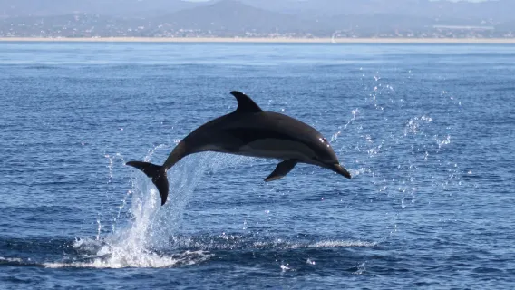 Faro: Marine Life and Dolphin Watching Boat Tour