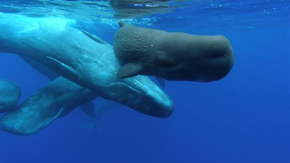 Whale and Dolphin Watching Cruise from Ponta Delgada