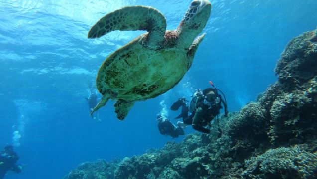 沖縄慶良間諸島シュノーケリング半日ツアー ウミガメと一緒に泳ぐ|フリーダイビングの写真|利用可能な時間帯