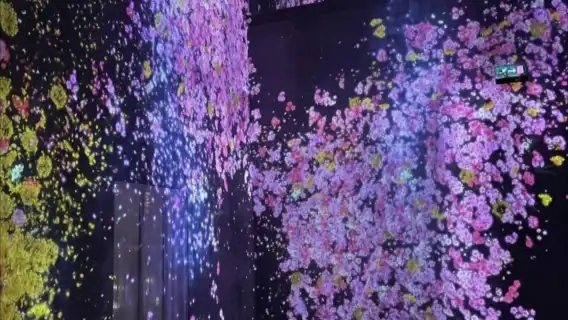 澳門teamlab超自然空間(專車接送,自由選擇時間)