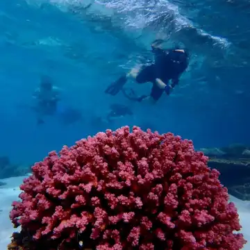 エクスマウス：カヤックで楽しむ半日珊瑚ツアー | Trip.com