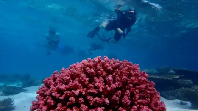 エクスマウス：カヤックで楽しむ半日珊瑚ツアー | Trip.com