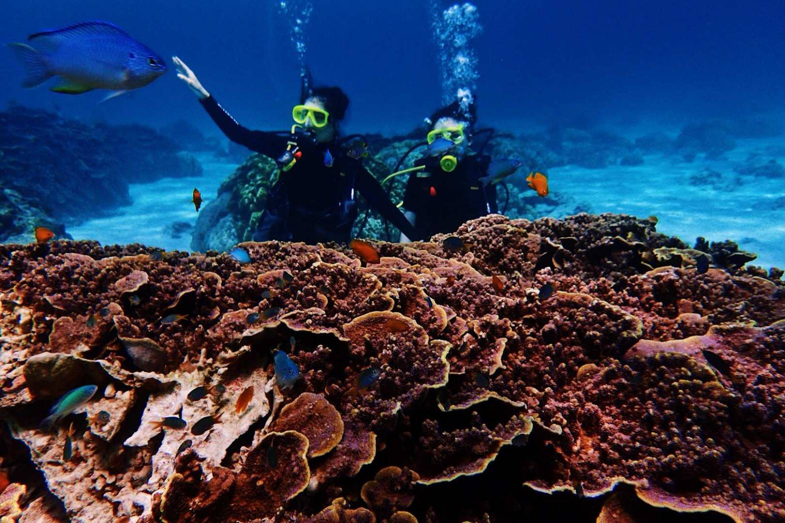 Esperienza di immersione subacquea a Phuket in Thailandia in 1 giorno [tour di un giorno in motoscafo con immersione profonda alle isole Racha | 1 immersione + visita a due isole | Adatto anche a principianti e non nuotatori]