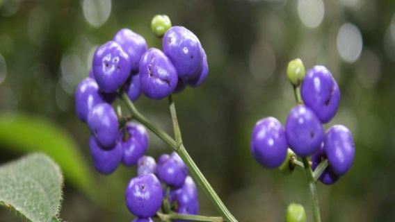 Esperienza di trekking al fiore Rafflesia a Ipoh, Malesia 36573