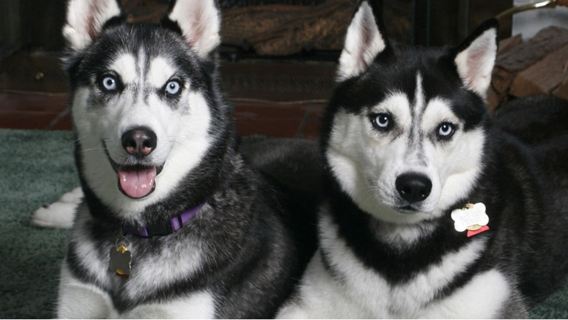 Lawatan Husky Ranch dan Husky Sledding dari Rovaniemi, Finland