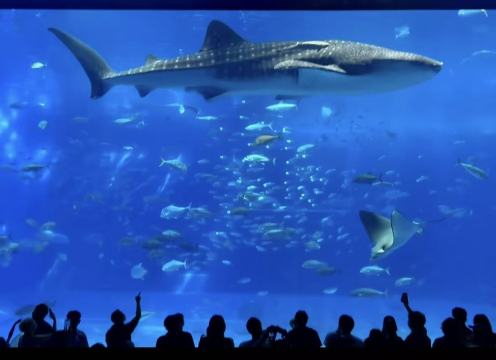 A沖繩美麗海水族館北部一日遊巴士/中文導遊 / 贈送門票