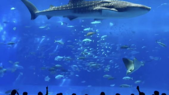 沖繩美麗海水族館北部一日遊巴士/普通話導遊/入場門票