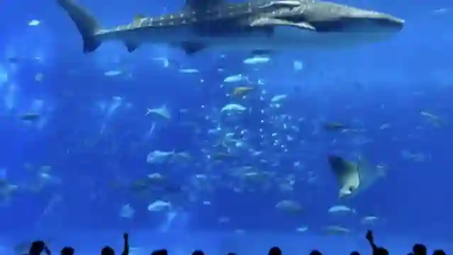 沖繩美麗海水族館北部一日遊巴士/中文導遊 / 贈送門票