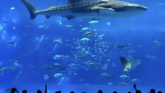 沖繩美麗海水族館北部一日遊巴士/中文導遊 / 贈送門票