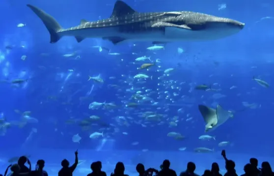 沖繩美麗海水族館北部一日遊巴士/中文導遊 / 贈送門票