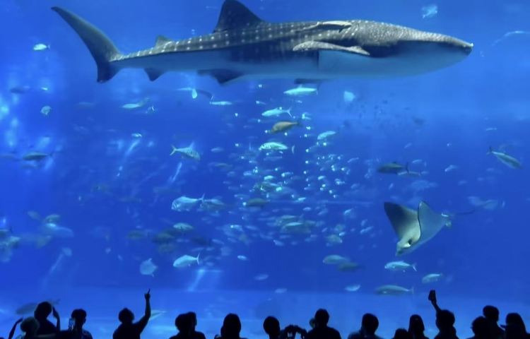 沖繩美麗海水族館北部一日遊巴士/中文導遊 / 贈送門票