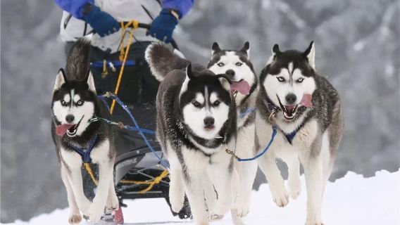 Tour di un giorno con esperienza di slitta trainata da husky in Norvegia [1 ora|Tour in inglese · andata e ritorno da Kirkenes