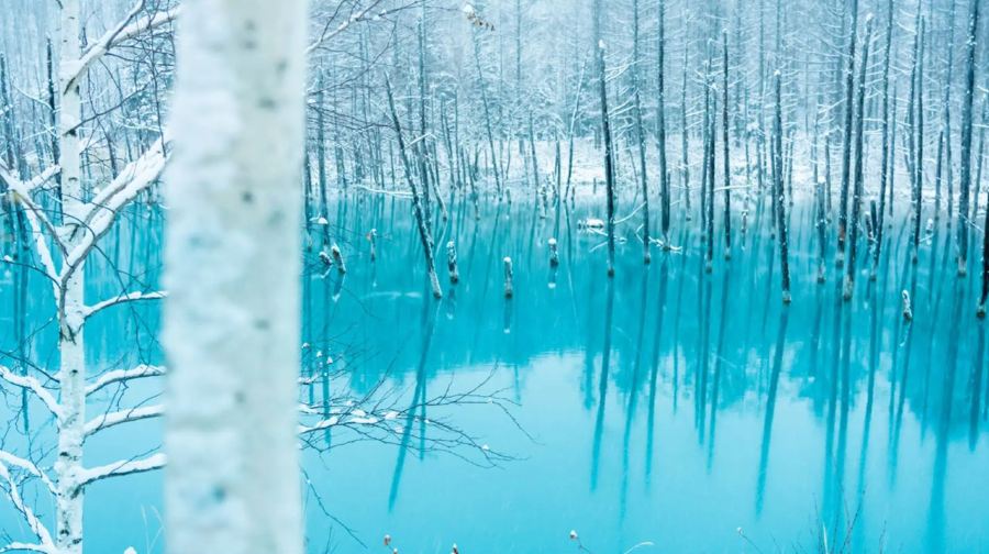 北海道+旭川市旭山動物園+森林精靈露台+青池一日遊|可選9-13人