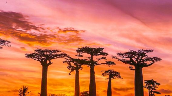 馬達加斯加&穆龍達瓦【邂逅印度洋的海風】專屬包車一日之旅