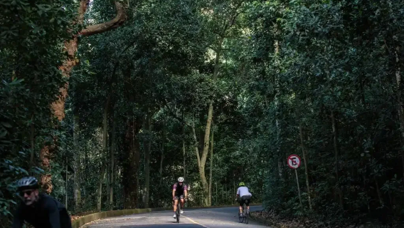 Rio de Janeiro Tijuca Forest and Botanical Garden (Half-Day Afternoon Tour)