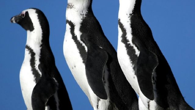 Table Mountain & Cape Point: Small-Group Tour