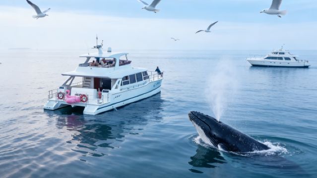 北海【潿洲島臻選遊艇追鯨海釣】西班牙皇家雙體遊艇別墅 -出海釣魚-追鯨-滑梯-漂浮毯超多項目一價全包