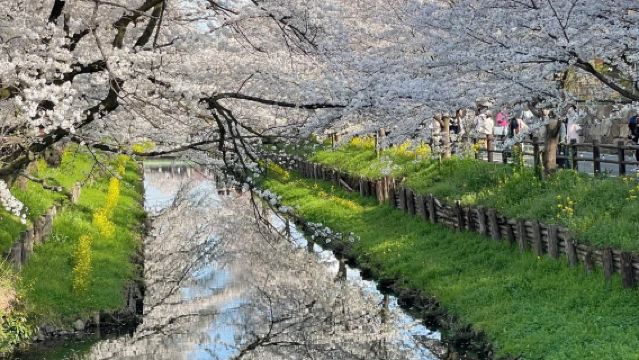 Partenza da Tokyo: Ponte del Ghiacciaio + Parco del Monte Fuji + Ammirazione dei ciliegi in fiore al Tempio Daiseiji con servizio di prelievo a domicilio