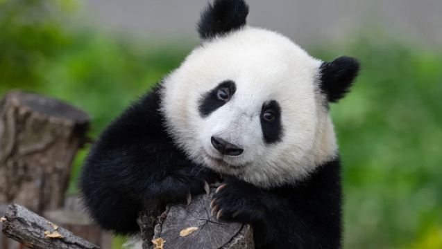 Perjalanan Satu Hari ke Basis Panda + Kuil Wuhou [Penjemputan di Bandara Tianfu + Sewa Kendaraan Pribadi + Pilihan Pemandu Wisata Bahasa Mandarin/Inggris]