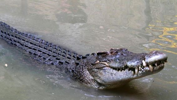 Ein Tagesausflug zur Jawai-Leoparden-Safari, zum Fort Kumbhalgarh und zum Ranakpur Jain-Tempel ab Udaipur.