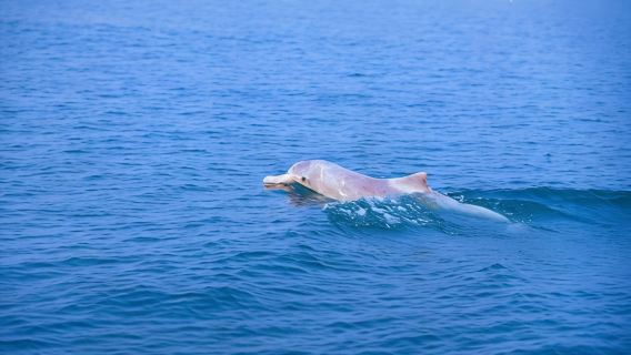 南寧+欽州三娘灣一日遊【南寧市區上門接送/舒適專車一單一團】