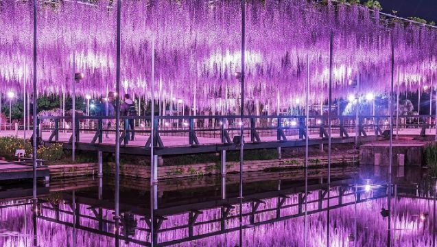 Forårsrabat: Dagsrejse til Adachi Blomsterpark (Wisteria-festival) + Hitachi Seaside Park (Nemophila-blomsterhav) med gratis billet