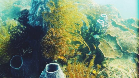 6-hour certified diving and freediving/snorkeling at Scuba Junkie KK in Kota Kinabalu, Malaysia [coral reef diving + 3 dives]