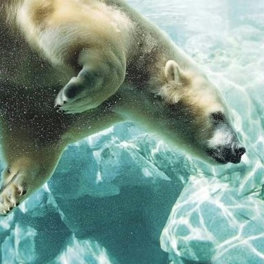Sea World Gold Coast: Tiket Masuk + Feri Pulang Pergi