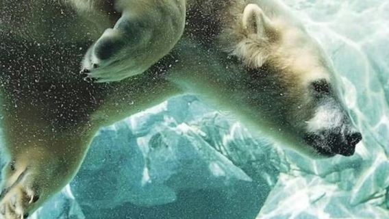 Sea World Gold Coast: Entrada + Ferri de ida y vuelta