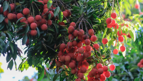 Lychee Picking Special Line in Shenzhen - Translation/Guide/Local Companion - Citywalk in Shenzhen|English/Russian/French/Other Languages|1-day private charter|