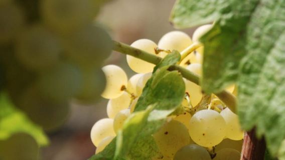 Volterra: Winery Tour with Tastings and Panoramic Views