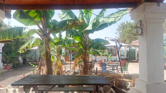 Tenerife: Experiência com Camelos