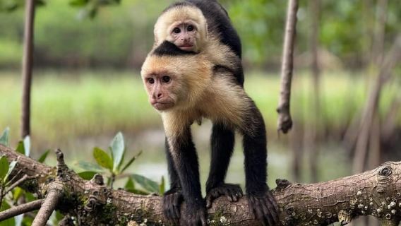 Manuel Antonio : Mangrove boat tour to see animals