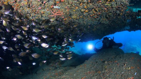 Fun Diving at Nha Trang Bay