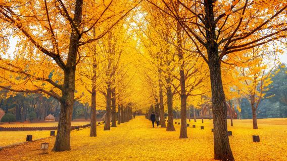 Nami Island + Petite France & Italian Village One Day Tour (From Seoul, English Guide)