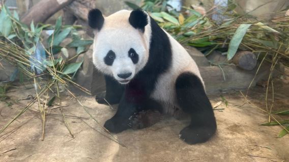 เหมาทัวร์แพนด้าหุบเขาและตูเจียงเยี่ยนหรือเฉิงตู