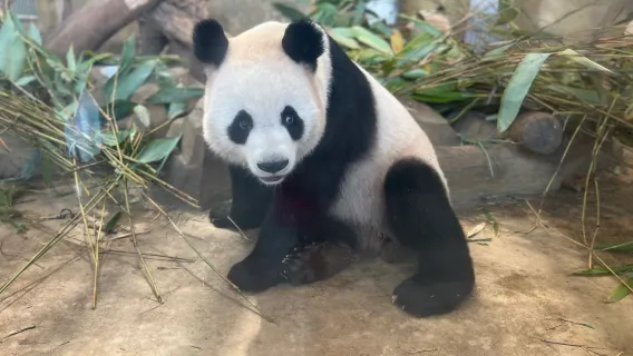 Private Chengdu Tour: Panda Valley, Dujiangyan & Qingcheng Mountain