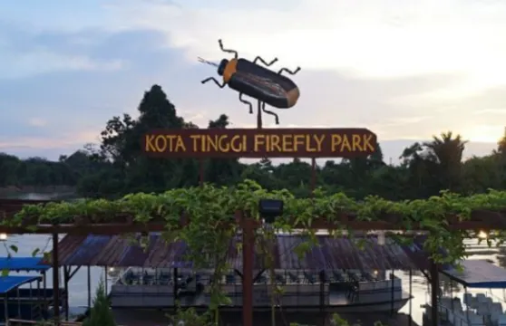 柔佛迪沙魯哥打丁宜螢火蟲遊船【包車+包門票】 - 新山出發