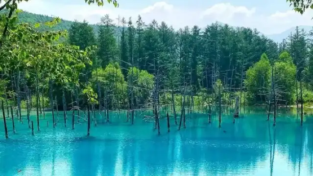 日本北海道旭川動物園+青池【私家包車/中文司機/行程定制】
