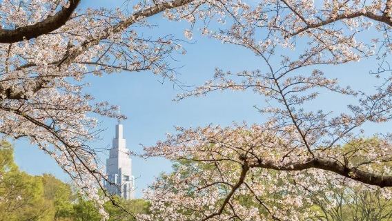 新宿禦苑+六本目櫻花坂+代目公園+千鳥淵+隅田公園一日遊