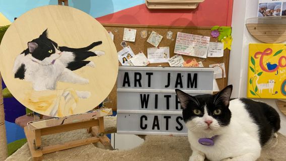 Trải nghiệm quán cà phê mèo Wildflower Studio tại Singapore