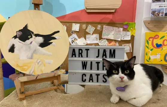 新加坡Wildflower Studio貓咖體驗