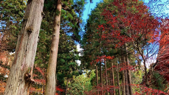 Kyoto 1-day tour|Mount Hiei Enryaku-ji Temple + Lake Biwa Panorama + Canal Museum Chinese Private Charter