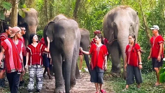Featured tour starting at 1423 THB: Kerchor elephant family Phuket (eco-friendly sanctuary + close encounters + feeding interactions + nature exploration)