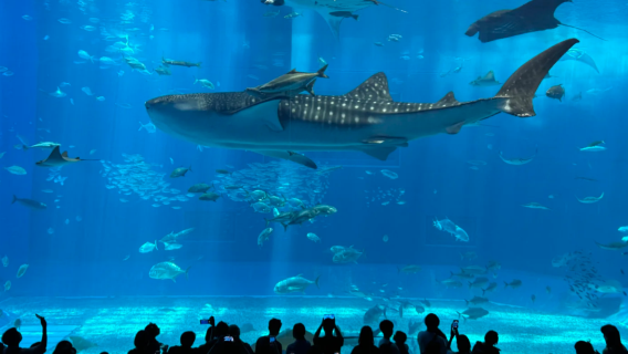 【含午餐】沖繩北部一日遊·萬座毛·古宇利島·水族館·美國村