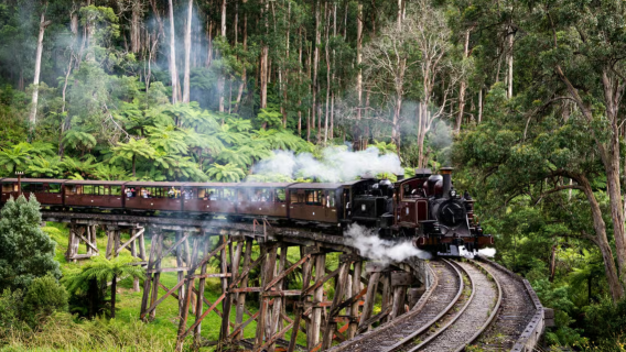 Из Мельбурна: Пуфинг Billy Railway и тур к пингвинам
