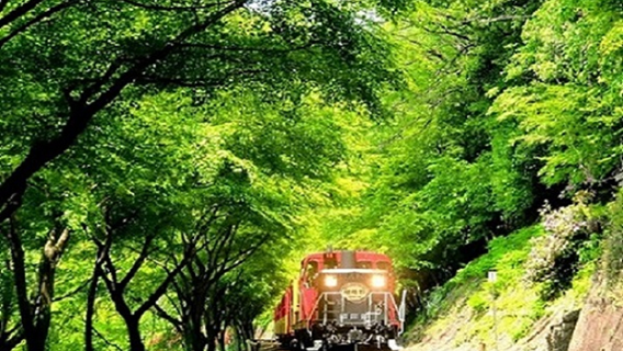 [Departure guaranteed] Ride the Arashiyama Sagano Romantic Train and stroll through Kayabuki No Sato. Kyoto traditional buffet included [Departing from Umeda/Shin-Osaka or Tennoji/Namba]